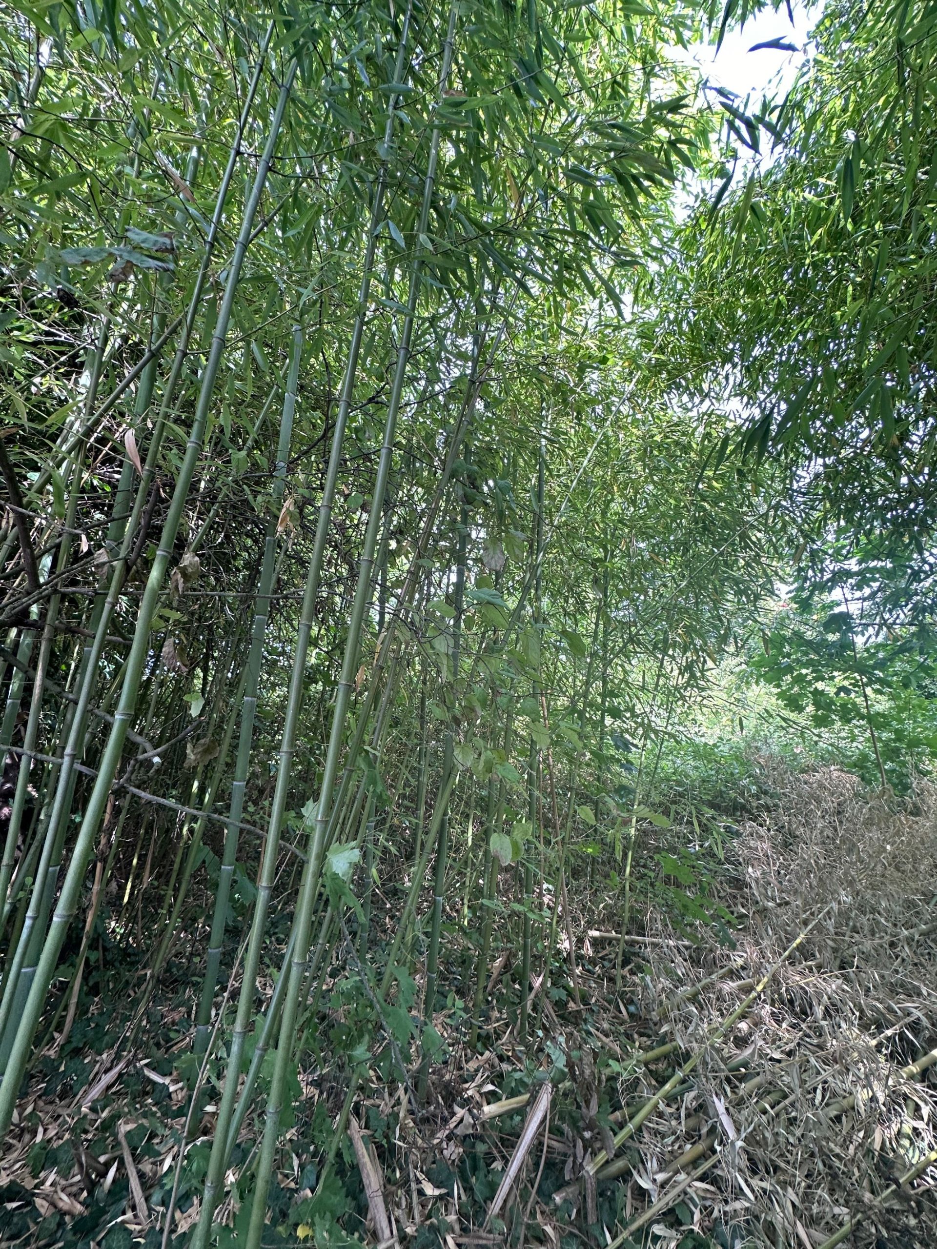 terrain en vente sur BLOIS (41000)