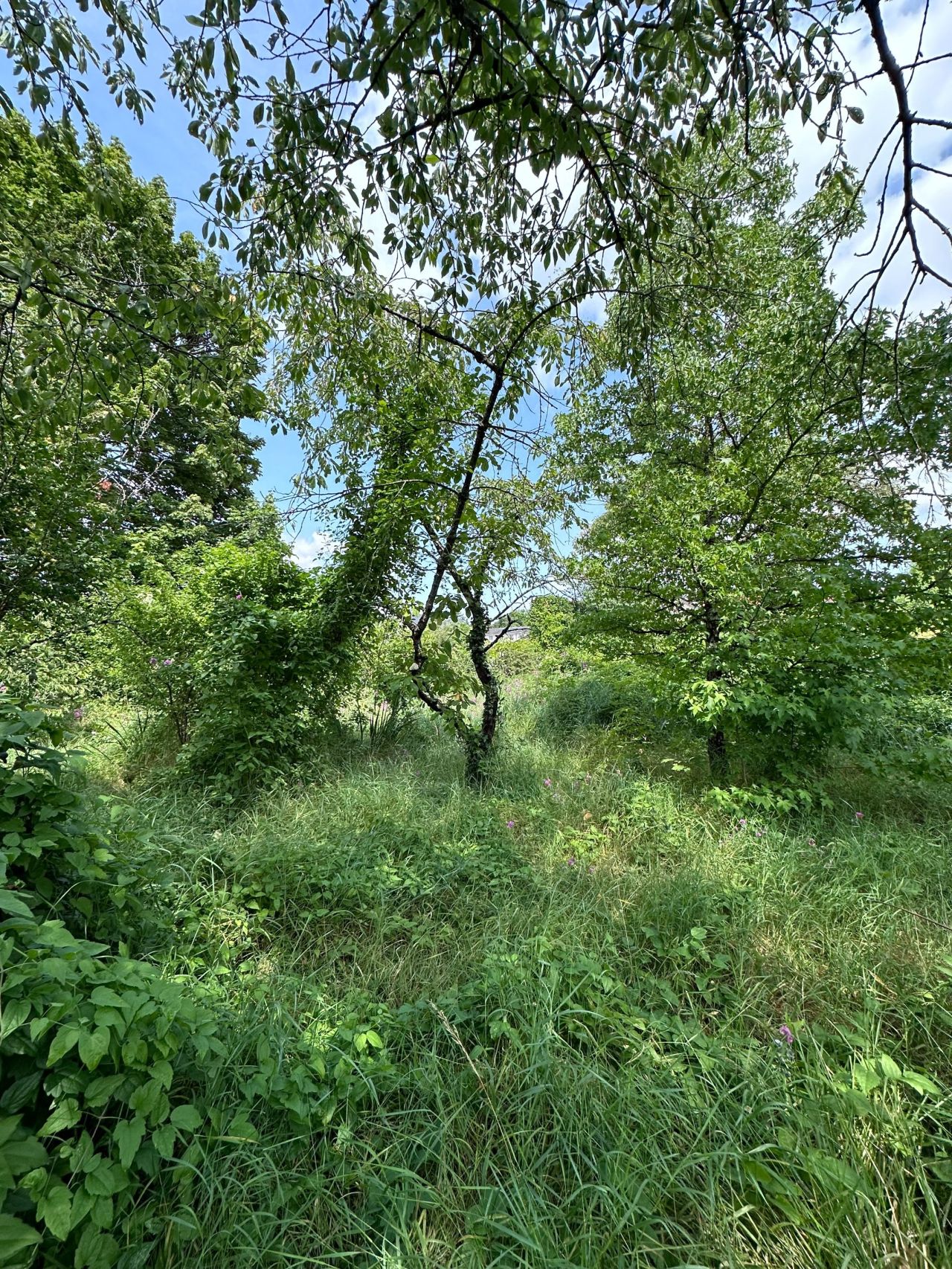 Vente Terrain Blois 783 m²