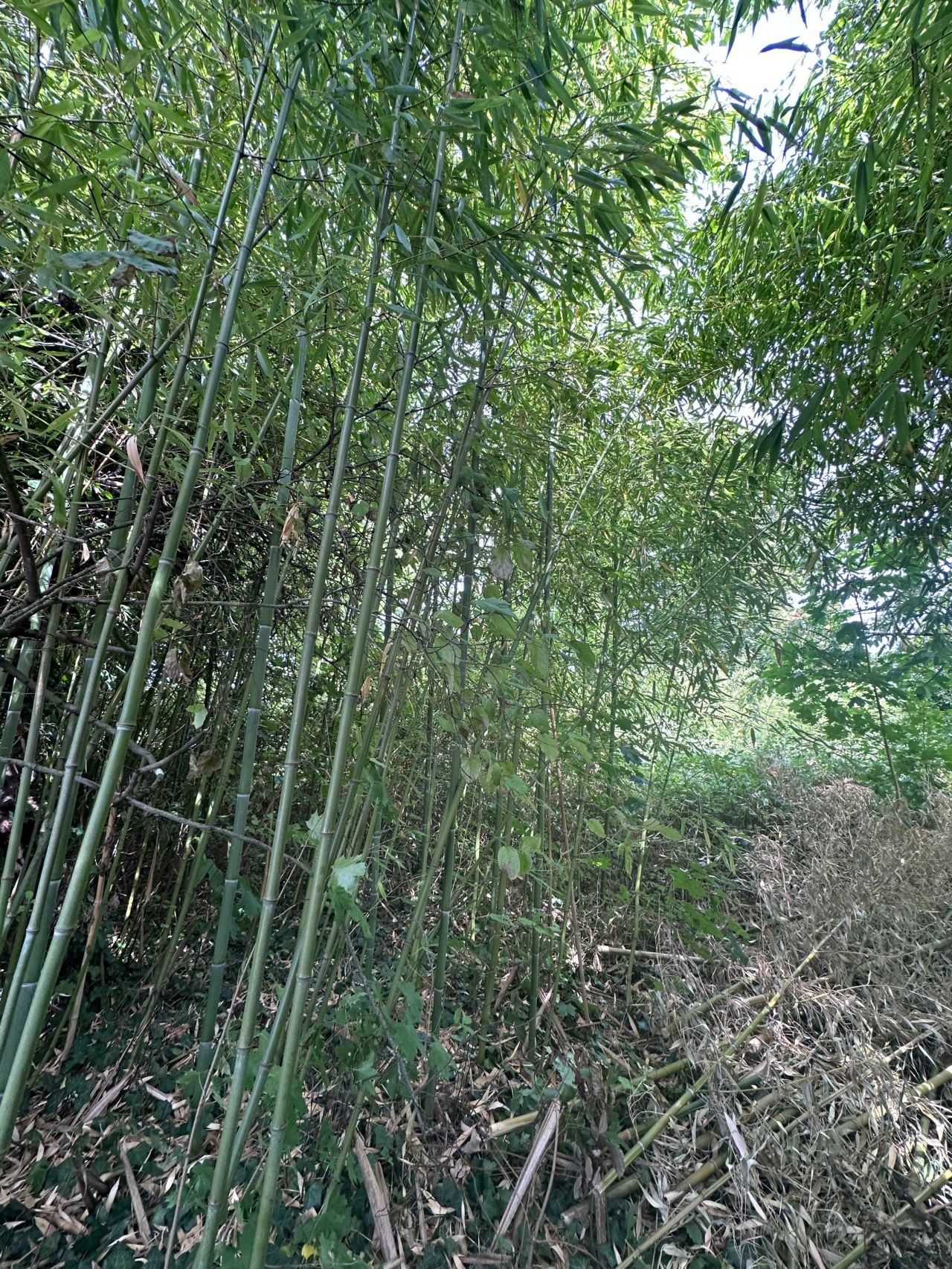 terrain en vente sur BLOIS (41000) Vente Terrain Blois 783 m²